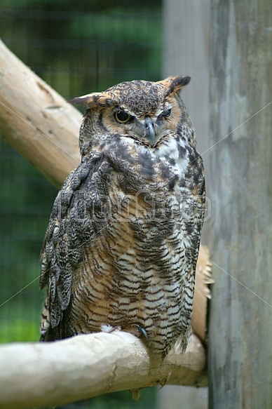 Long-Eared Owl