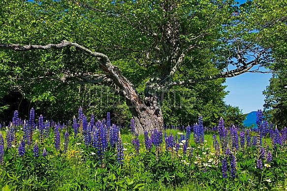 Purple Lupines