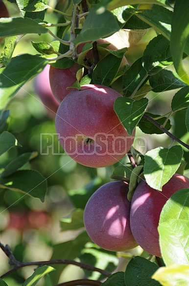 Apple harvest