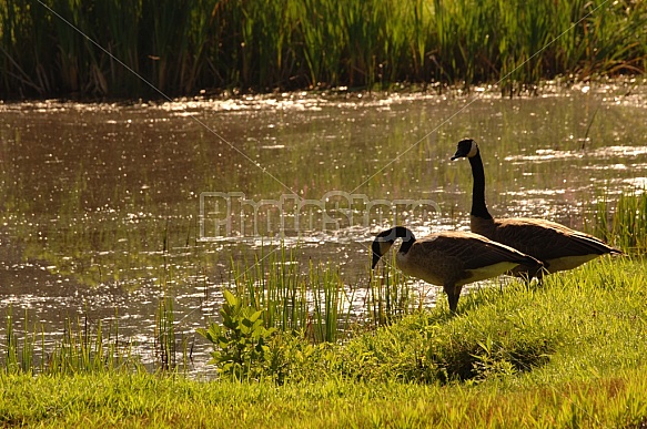 Canada Geese