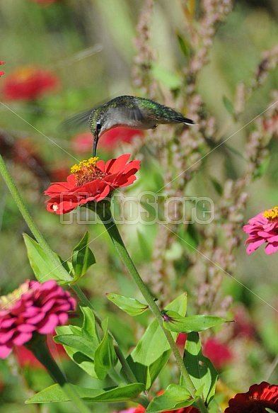 Hummingbird And Zinnias