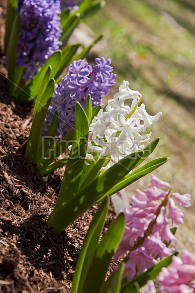 Spring flowers