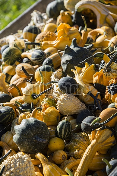 Fall harvest