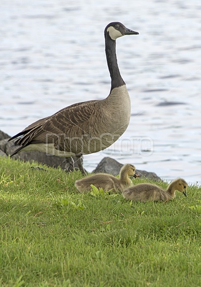 Mother goose and chicks