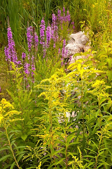 Pond flowers