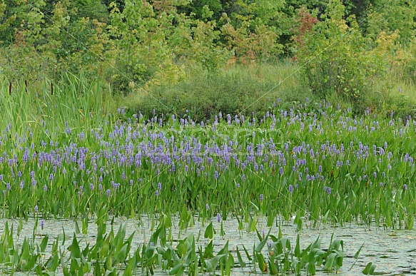 Marsh With Pickerel Weed