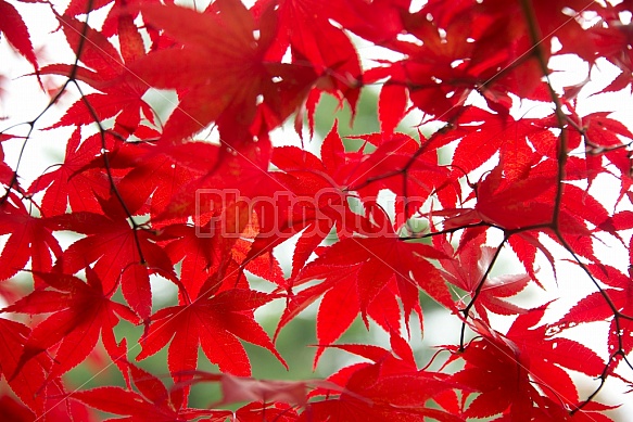 Red Leaves