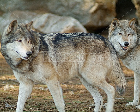 Two Gray Wolves