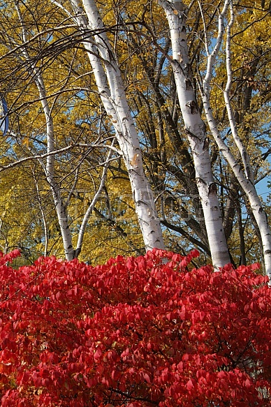 Autumn Birch Trees