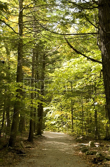 Scenic Footpath