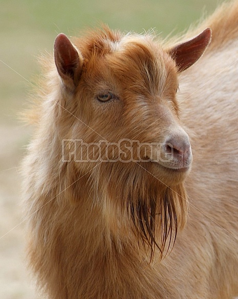 Brown Goat