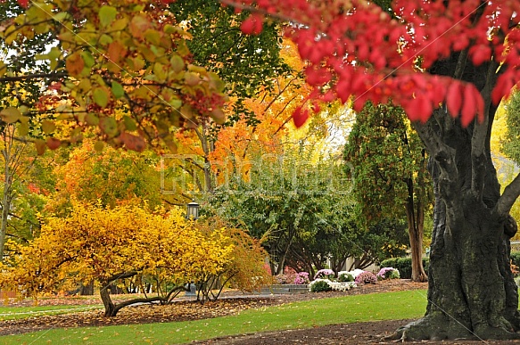 Autumn In A Park