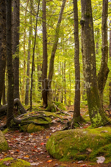wooded path