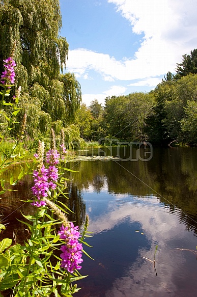 summer pond