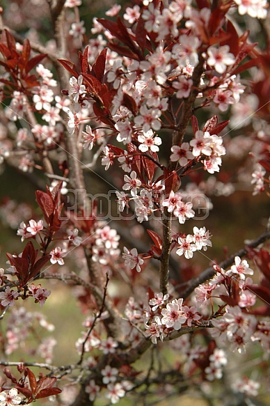 Crabapple Blossoms