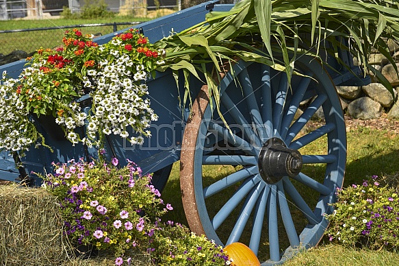summer wagon wheel