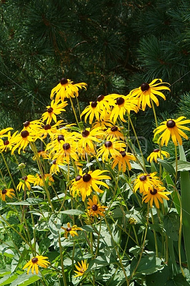 Black Eyed Susans