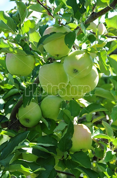 Apple harvest