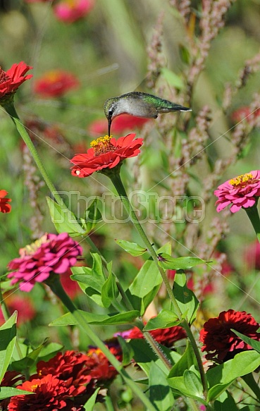 Hummingbird And Zinnias