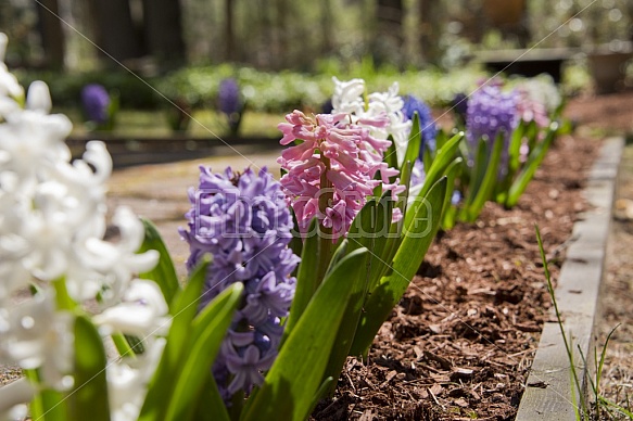 Spring flowers