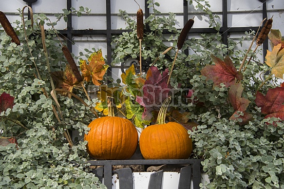 Fall harvest