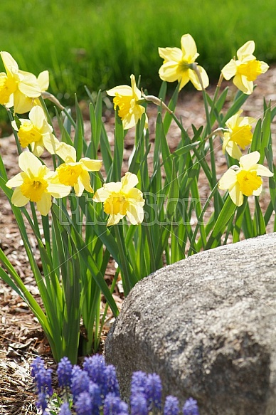 Daffodils and Grape Hyacinth