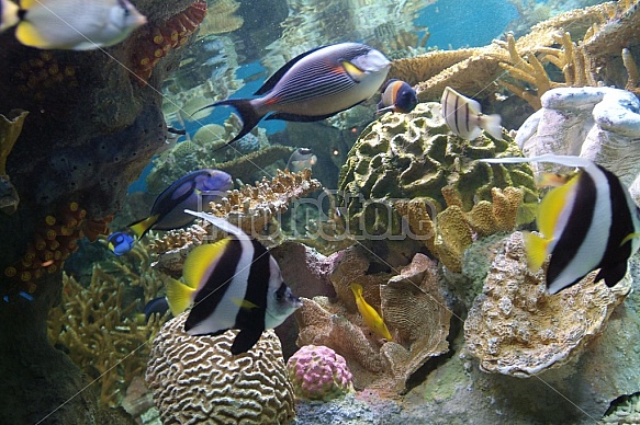 Tropical Fish Tank