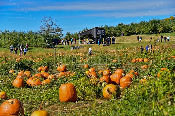 Fall pumpkins