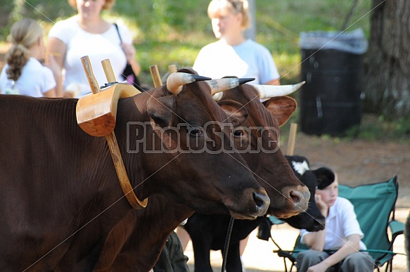 Deerfield Fair