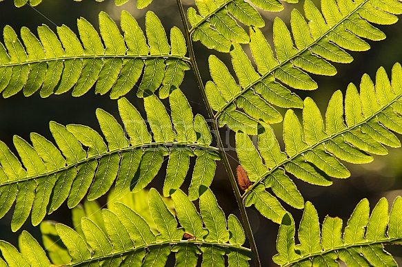 summer leaves