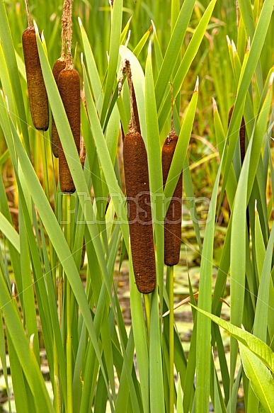 Pond flowers