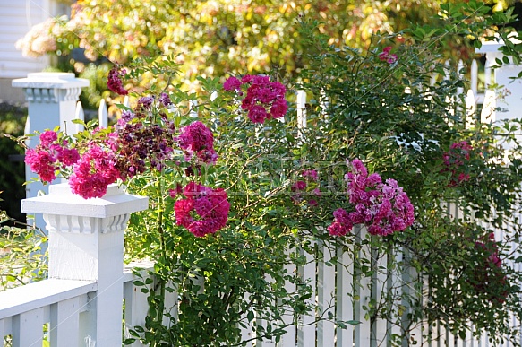 Pink Flowers On White Fence