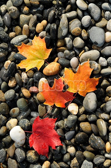 Beach Pebbles