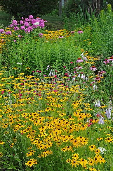 Summer Garden Flowers