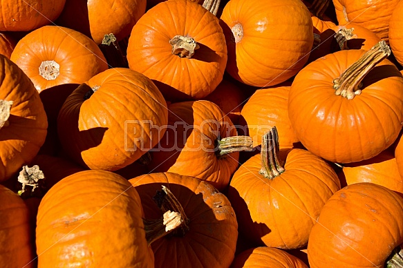 fall bounty