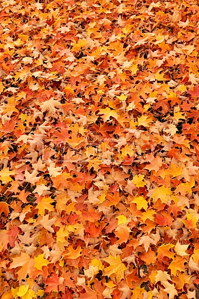 Fall Leaves