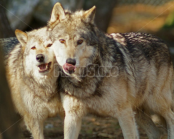 Two Gray Wolves