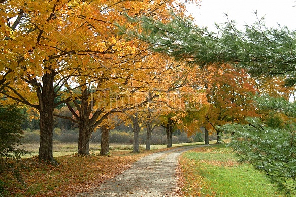 Scenic Footpath