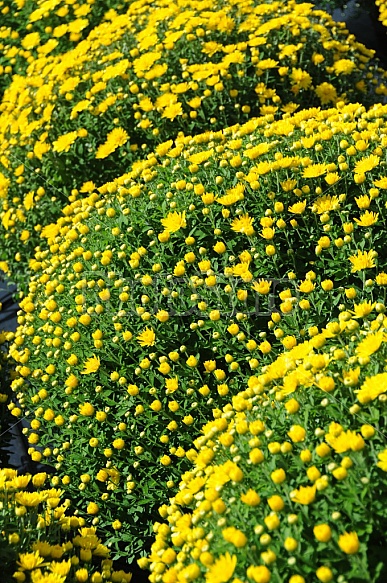 Yellow Mums