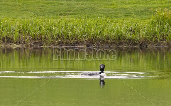 Spring Loon