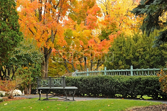 Autumn In A Park