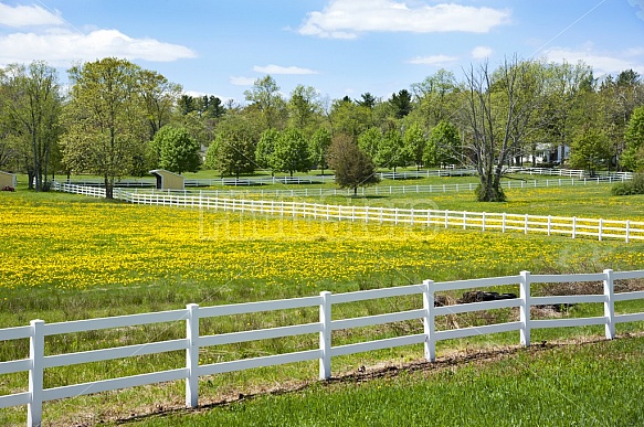 Horse Farm