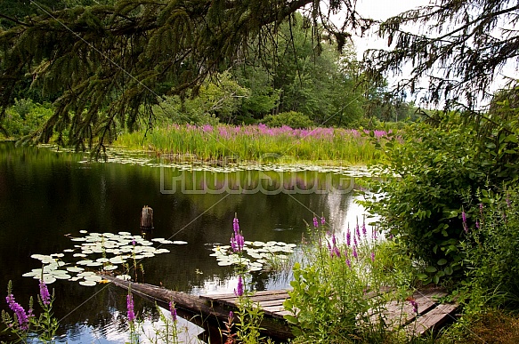 summer pond