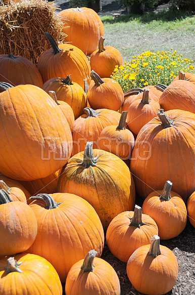 pumpkins