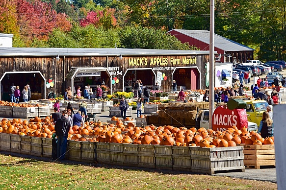 Fall pumpkins