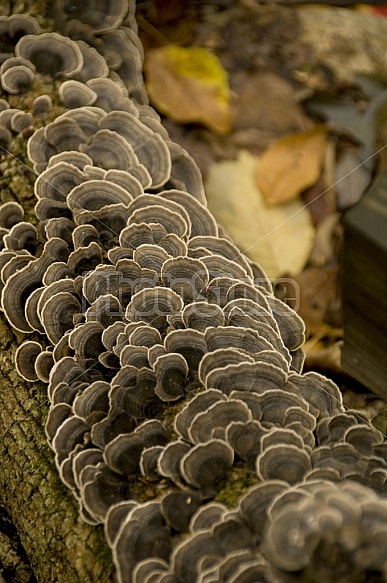Fungus On Tree Bark