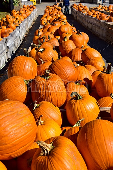 fall bounty