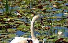 White Swans On Lily Pond