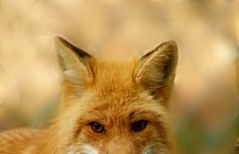 Red Fox