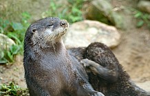 Otter